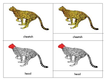 Preview of Parts of a   Cheetah - Montessori - Three Part Cards