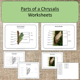 Parts of a Chrysalis Butterfly Study Montessori Preschool 