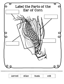 Parts of the Ear of Corn Worksheet