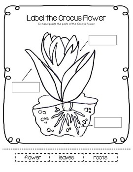 Parts of a Crocus Flower Worksheet by Little Learning Lane | TpT