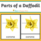 Parts of a Daffodil (flower) Montessori 3-Part Cards & Worksheets