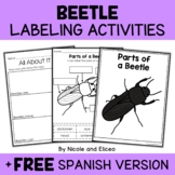 Parts of a Mealworm Beetle Activities