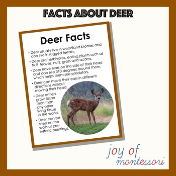 Parts of a Deer Nomenclature Cards by Joy of Montessori | TPT