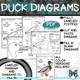 Parts of a Duck and Duck Bill Posters and Student Pages