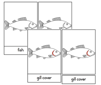 Preview of Parts of a Fish
