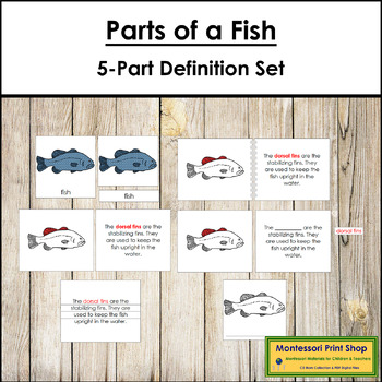 Preview of Parts of a Fish Definition Set (red highlights) - Montessori Nomenclature