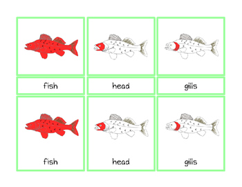 Parts of a Fish Montessori Three Part Vocabulary Cards - color and