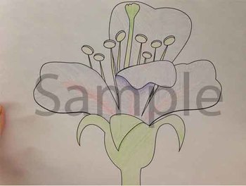 Preview of Parts of a Flower
