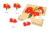 Parts of a Flower 3-Part Cards - Montessori Nomenclature