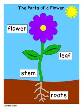 Parts of a Flower by Donna Austin-Ahner | Teachers Pay Teachers