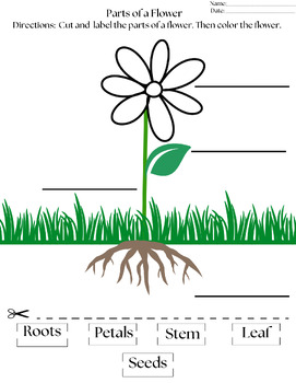 Parts of a Flower by Special Learning Resources | TPT