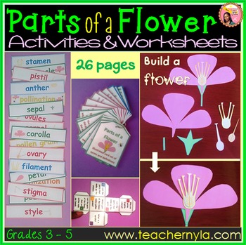 Preview of Parts of a Flower Activities -Worksheets -Flash Cards -Craft -Quiz - Word Wall