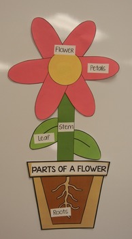 Parts of a Flower CRAFT by True Teaching | Teachers Pay Teachers