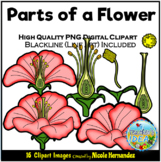 Parts of a Flower Clipart for Commercial Use