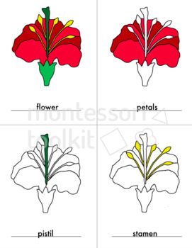 Preview of Parts of a Flower Coloring Activity- Students make their own booklets!