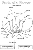 Parts of a Flower Colouring Page