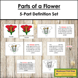 Parts of a Flower Definition Set - Montessori Nomenclature