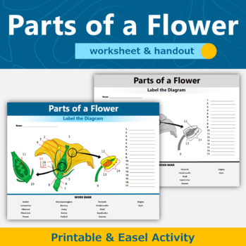 Preview of Parts of a Flower Diagram Worksheet and Handout 