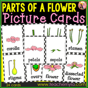 Preview of Parts of a Flower Flash Cards