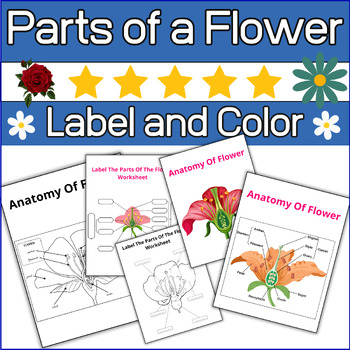 Preview of Parts of a Flower - Flower Anatomy - Label & color the Flower Anatomy ⭐ No-Prep⭐