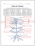 Parts of a Flower Labeling Science Worksheet