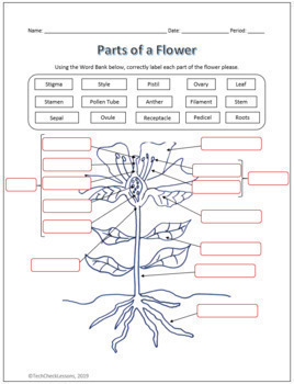 Parts of a Flower Labeling Science Worksheet for Google Slides | TpT