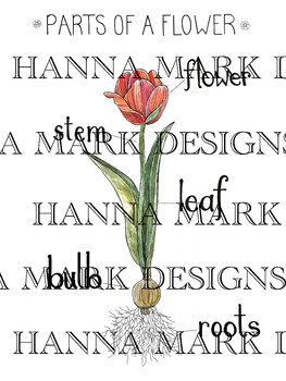 Preview of Parts of a Flower Lesson Poster