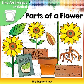 Preview of Parts of a Flower - Plant Clip Art