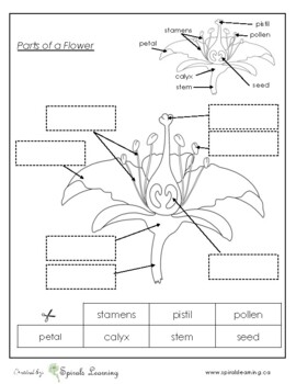 Preview of Parts of a Flower - Plant Labels Montessori Worksheet