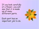 Parts of a Flower Power Point