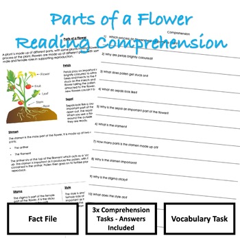 Parts of a Flower Reading Comprehension by KG Resources | TPT