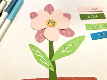 Download Parts Of A Flower Svg Cut File For Cricut Machines Svg Pdf And Png