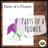 Parts of a Flower Set - Botany Lesson