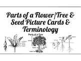 Parts of a Flower, Tree & Seed Vocabulary Cards