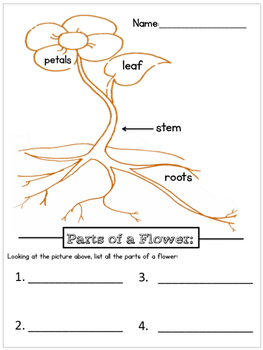 Preview of Parts of a Flower Worksheet
