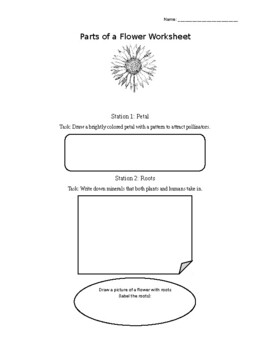 Preview of Parts of a Flower Worksheet