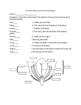 Parts of a Flower and Functions Quiz by Kelsie Aherron | TpT