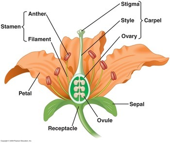 Parts of a Flower: An Illustrated Guide