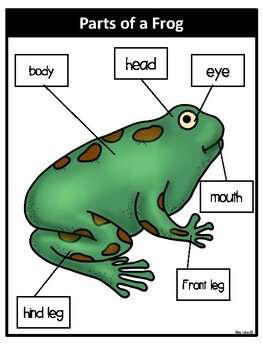 Parts of a Frog- Bilingual by Rae Elliott | TPT