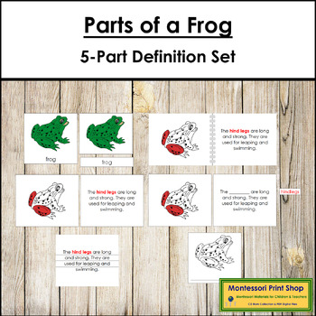 Preview of Parts of a Frog Definition Set (red highlights) - Montessori Nomenclature