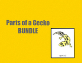 Parts of a Gecko Bundle • Nomenclature • Digital Montessori