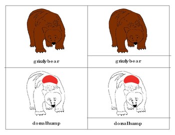 Preview of Parts of a Grizzly Bear Three Part Cards