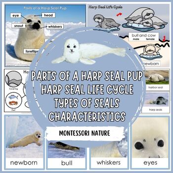 Preview of Parts of a Harp Seal Characteristics Life Cycle Types of Seals Montessori