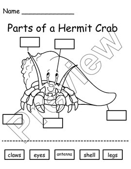 Hermit Crab Worksheet