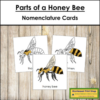 Preview of Parts of a Honey Bee 3-Part Cards - Montessori Nomenclature