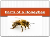 Parts of a Honeybee Cloze Notes Activity