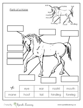 Parts of a Horse - Animal Labels Montessori Worksheet by Spirals Learning