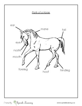 Parts of a Horse - Animal Labels Montessori Worksheet by Spirals Learning