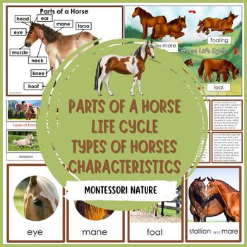 Preview of Parts of a Horse Life Cycle Types of Horses and Characteristics