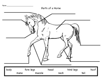 Parts of a Horse (Mammal) by Guiding Hands with Kellsie | TPT